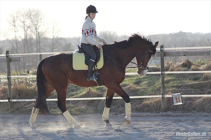 Dansk Varmblod Herkules billede 3