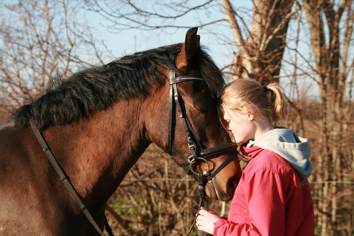 New Forest Skovlundegårds Hercules - <3 billede 12