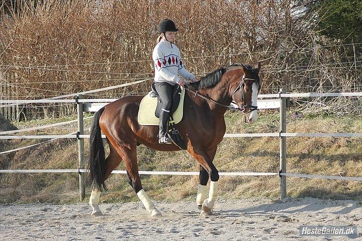 Dansk Varmblod Herkules billede 8