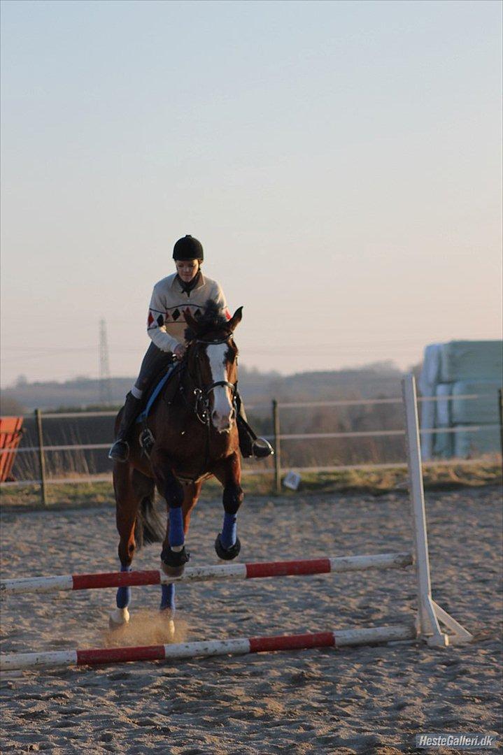 Dansk Varmblod Herkules billede 9