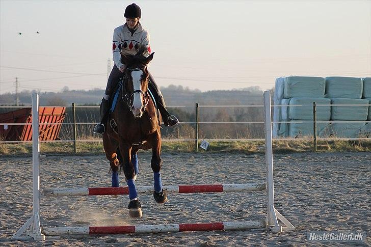 Dansk Varmblod Herkules billede 10