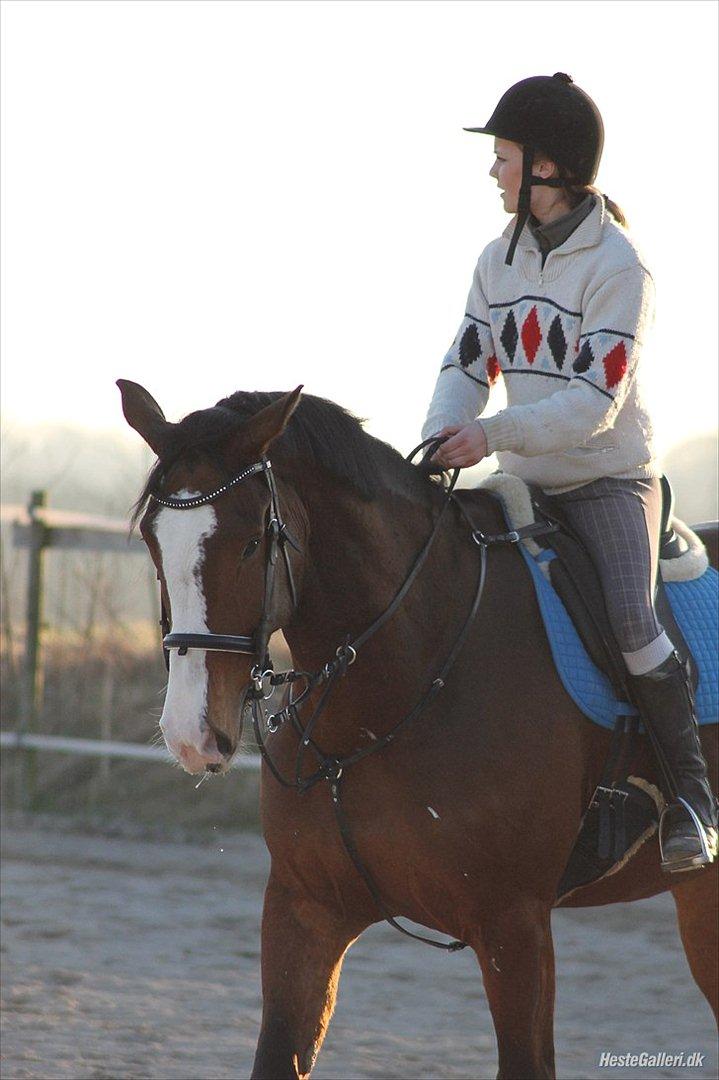 Dansk Varmblod Herkules billede 11