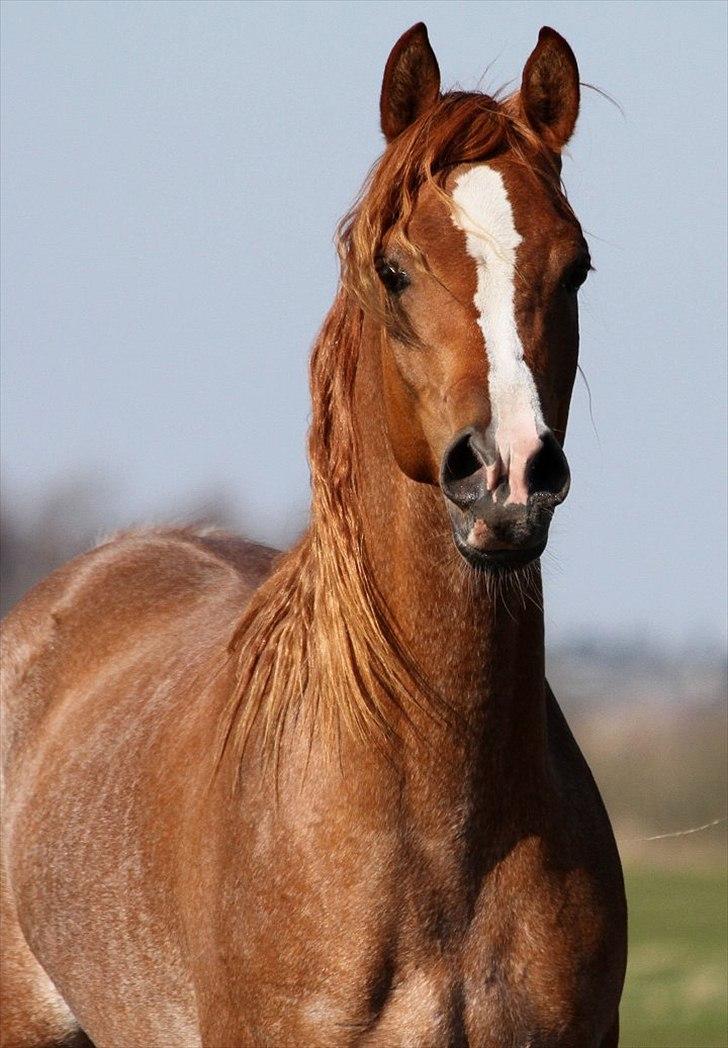 Arabisk fuldblod (OX) Kamour Rodan - Foto: Jani Pedersen billede 2