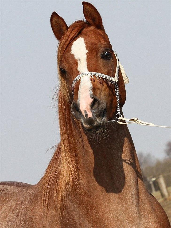 Arabisk fuldblod (OX) Kamour Rodan - Foto: Jani Pedersen billede 6