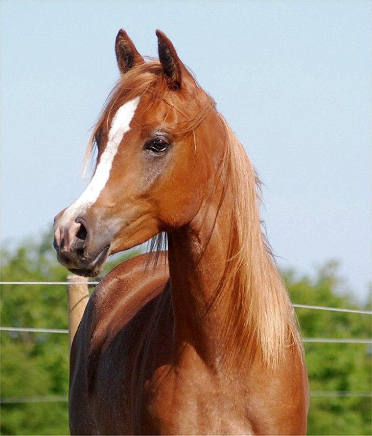 Arabisk fuldblod (OX) Kamour Rodan - Kamor Rodan som 1 års :-) billede 7