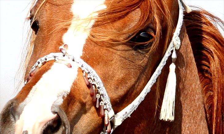 Arabisk fuldblod (OX) Kamour Rodan - Foto: Jani Pedersen billede 12