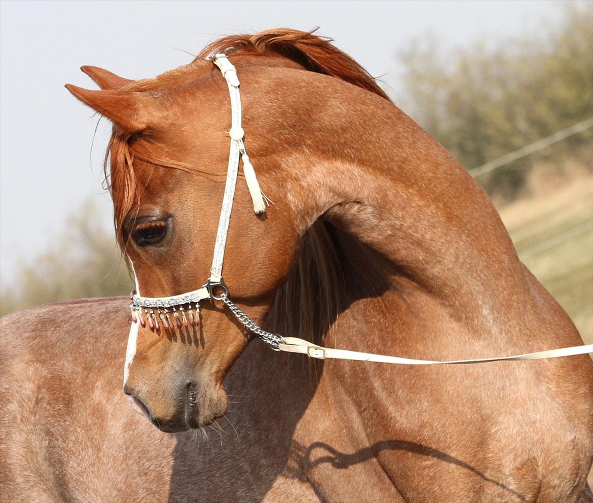 Arabisk fuldblod (OX) Kamour Rodan - Foto: Jani Pedersen billede 13