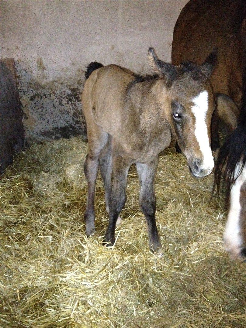 Anden særlig race Antos Liva billede 3