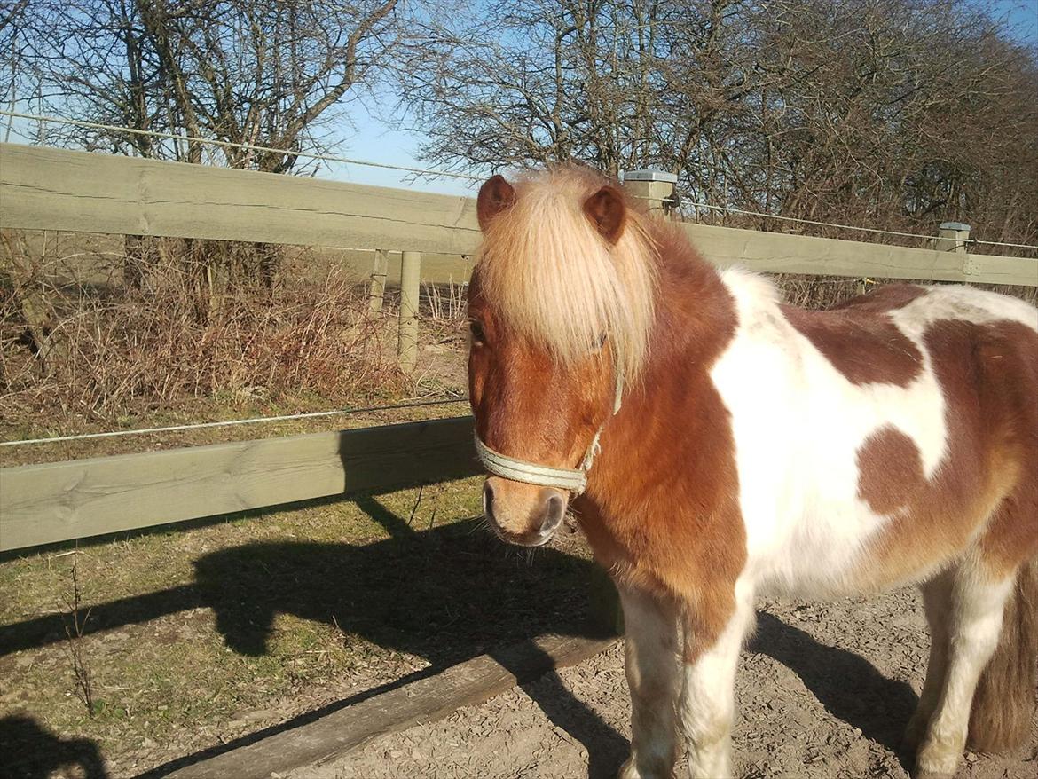 Shetlænder Little Star billede 3