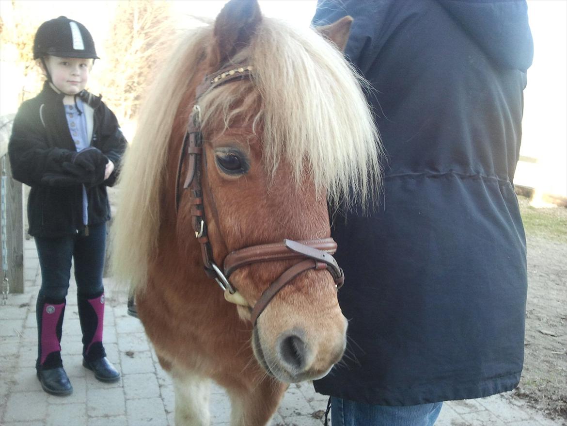 Shetlænder Little Star billede 4