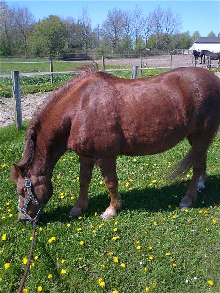 Anden særlig race Tim. <3(red :-'( ) - Tim i hel figur<3.

(Foto Camilla<3) billede 8