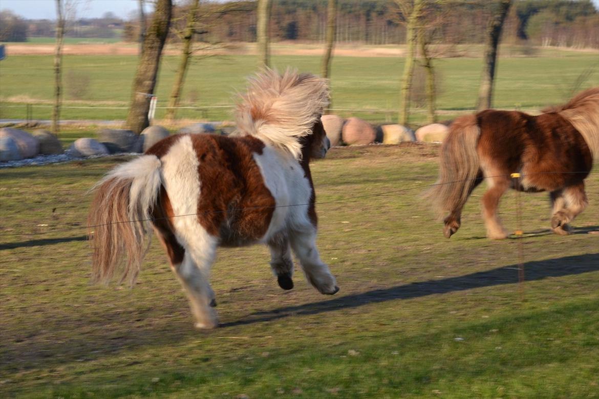 Shetlænder Nicky billede 12