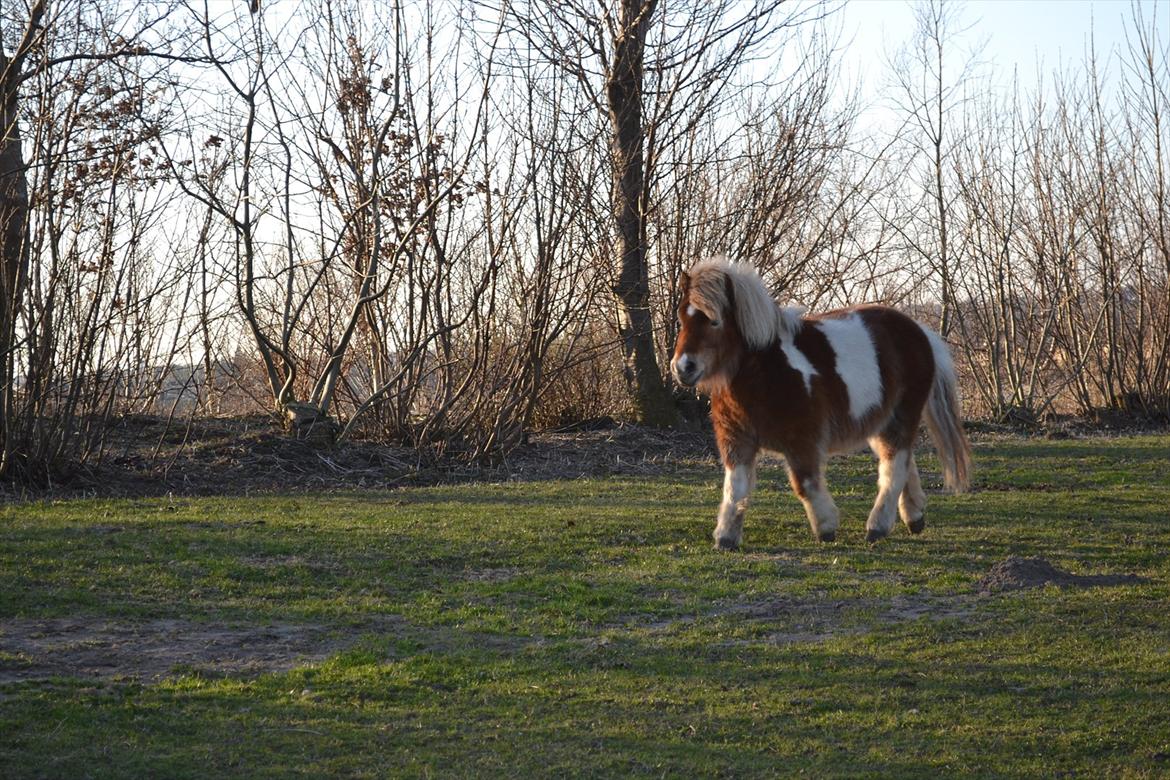 Shetlænder Nicky billede 13
