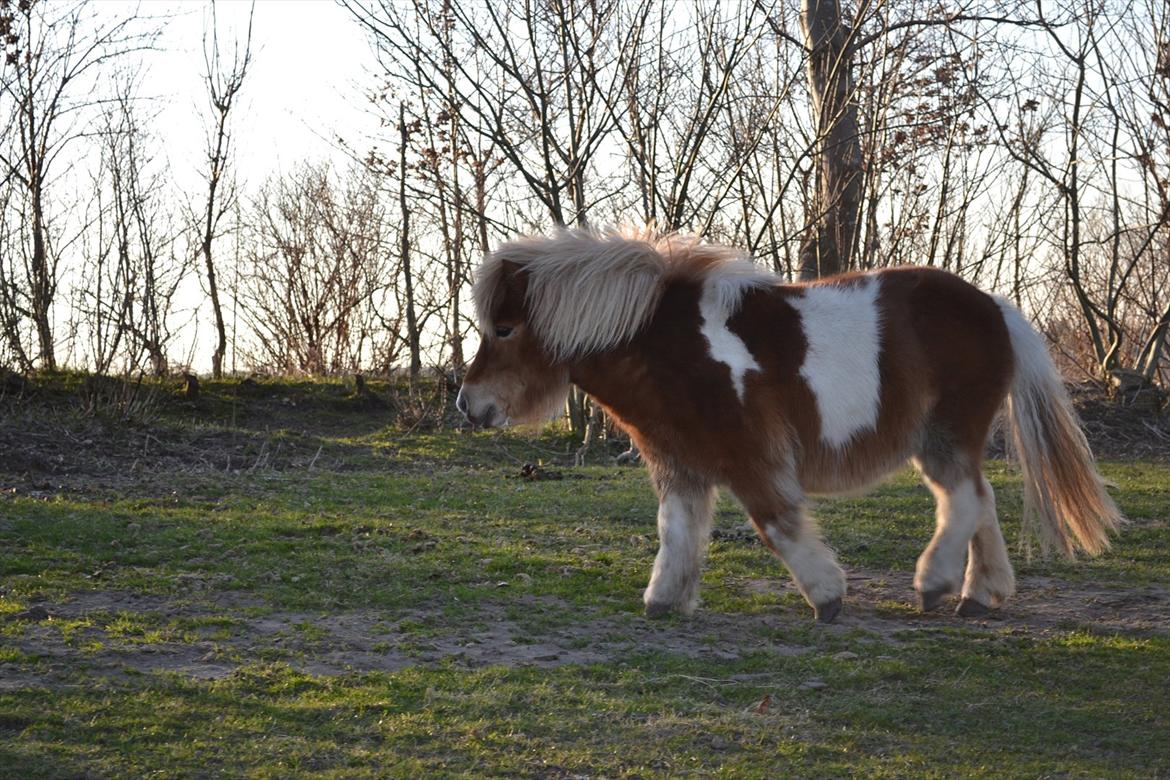 Shetlænder Nicky billede 14