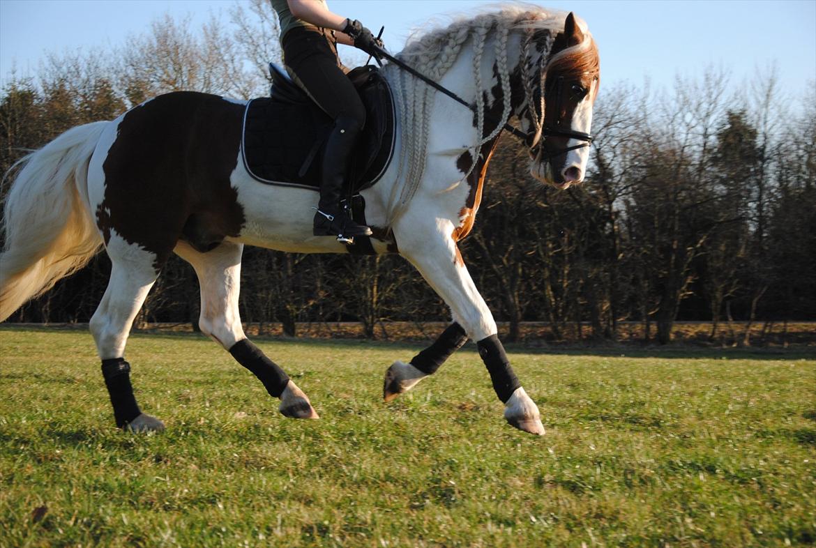 Anden særlig race Golden Atlas - Fine dressur ponse ;) Foto: Dolle billede 6