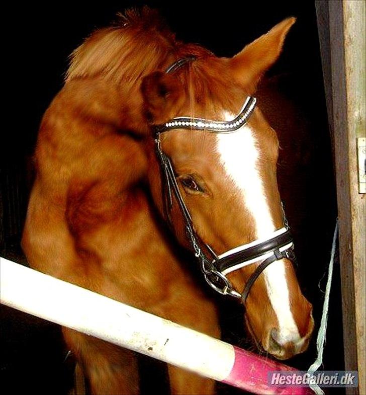 Anden særlig race | Tequila Sunrise «3 | R.I.P 25-06-2012 billede 8