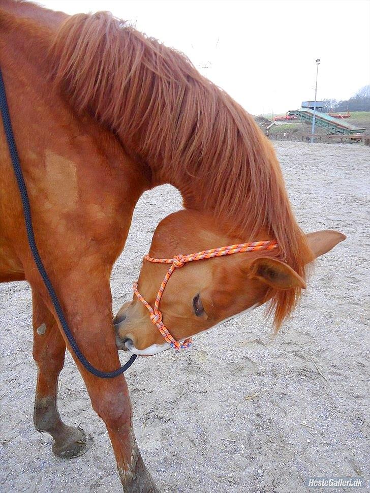 Anden særlig race | Tequila Sunrise «3 | R.I.P 25-06-2012 billede 13