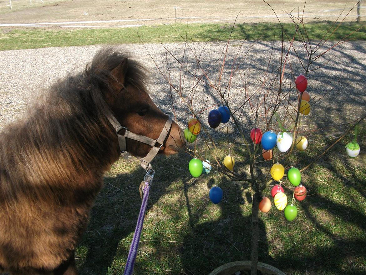 Anden særlig race Vaseli's Born Quite Easy - Smukke Easy :) billede 1