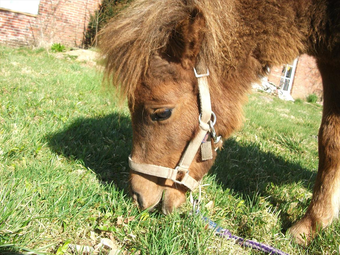 Anden særlig race Vaseli's Born Quite Easy - d. 23.03.2012 billede 8