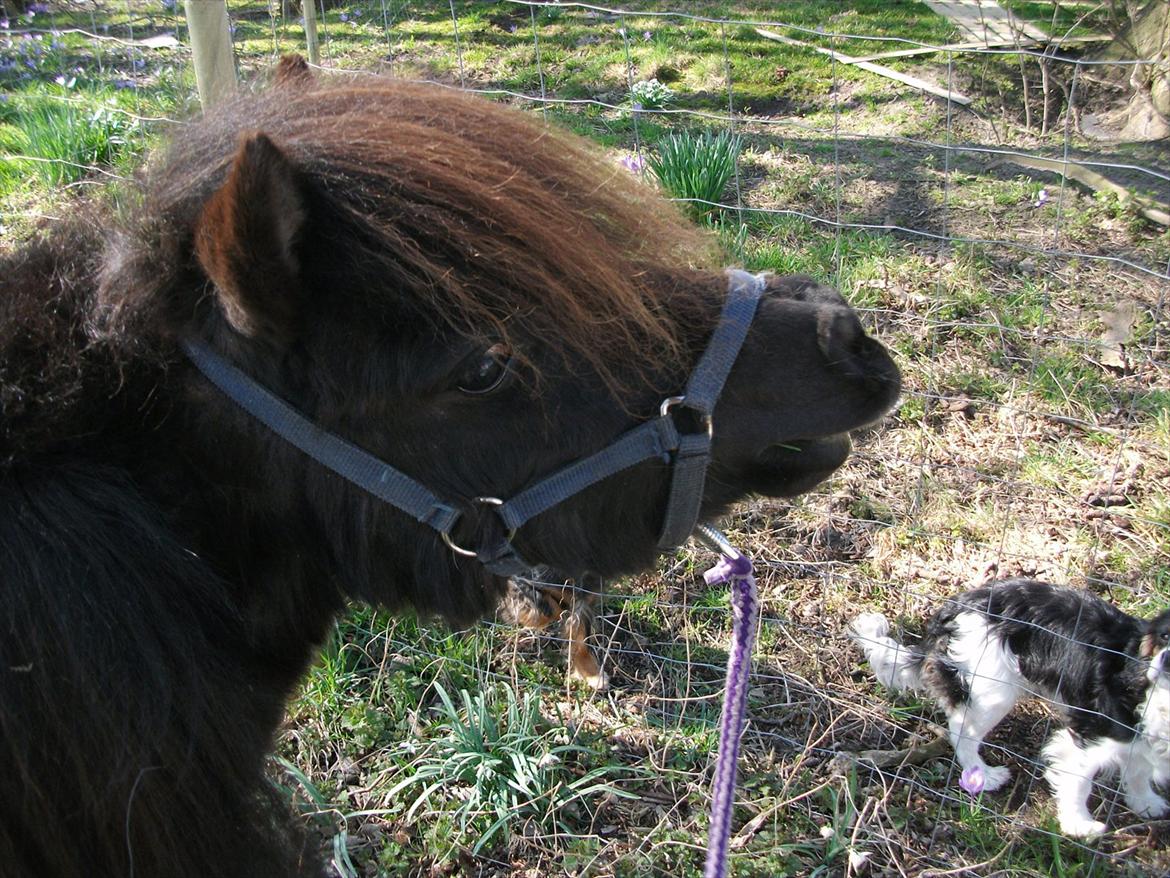 Dansk Miniature Vaseli´s Black Velvet - Smukke Velvet. *Foto:Mig* billede 1