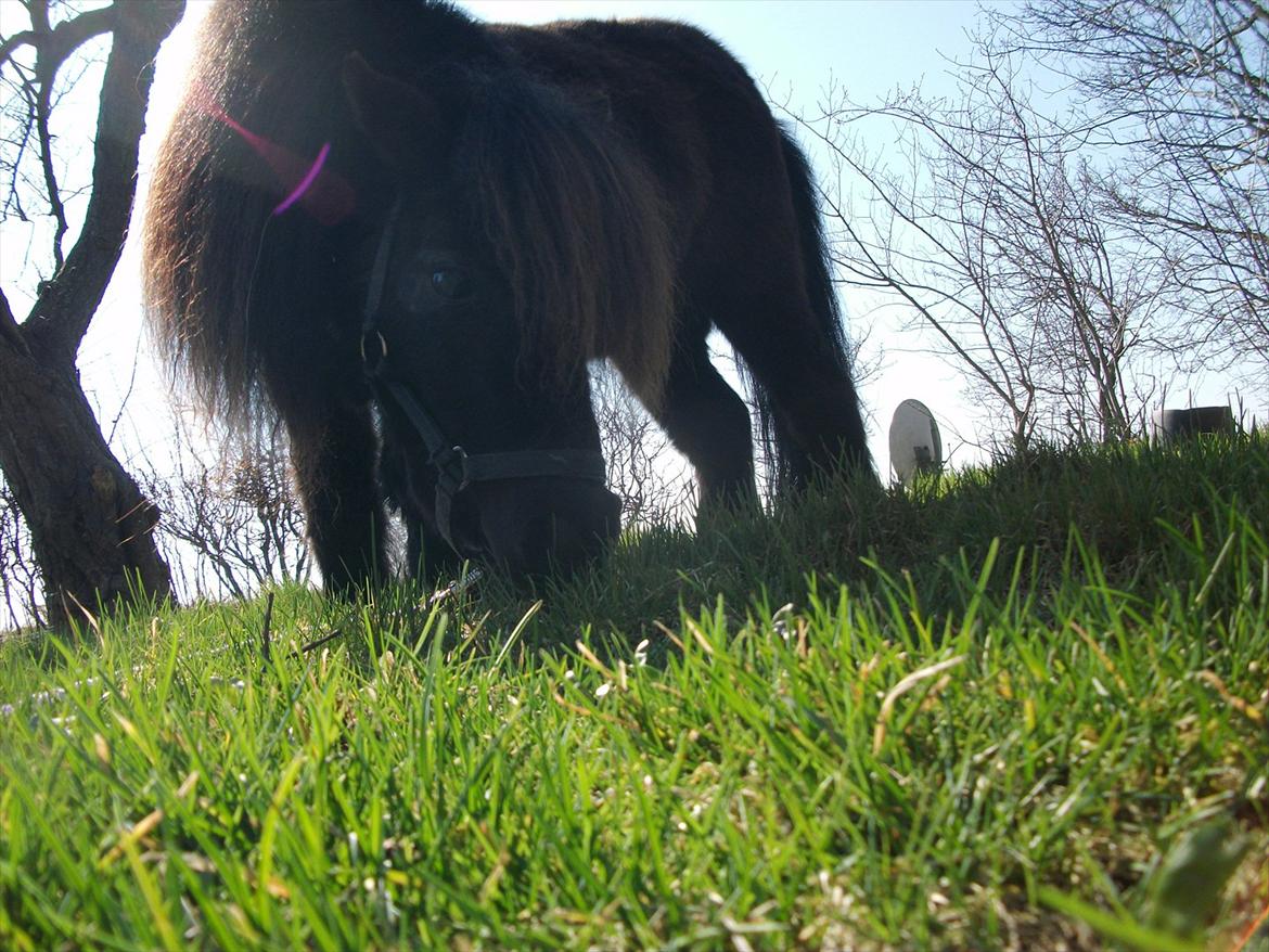 Dansk Miniature Vaseli´s Black Velvet - d.23.03.2012 *Foto:Mig* billede 6