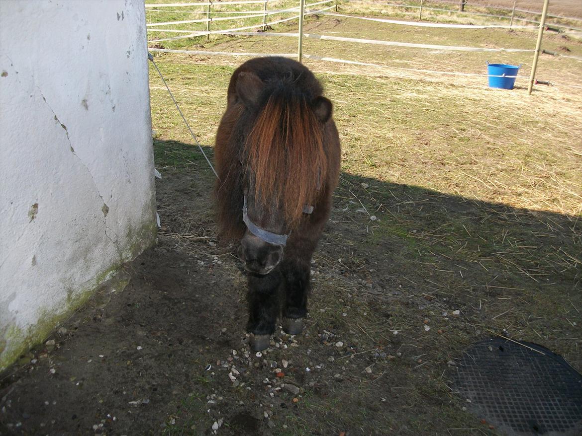 Dansk Miniature Vaseli´s Black Velvet - Flotte *Foto:Mig* billede 14