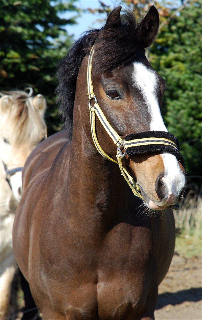 New Forest • Ramses Rocco billede 2