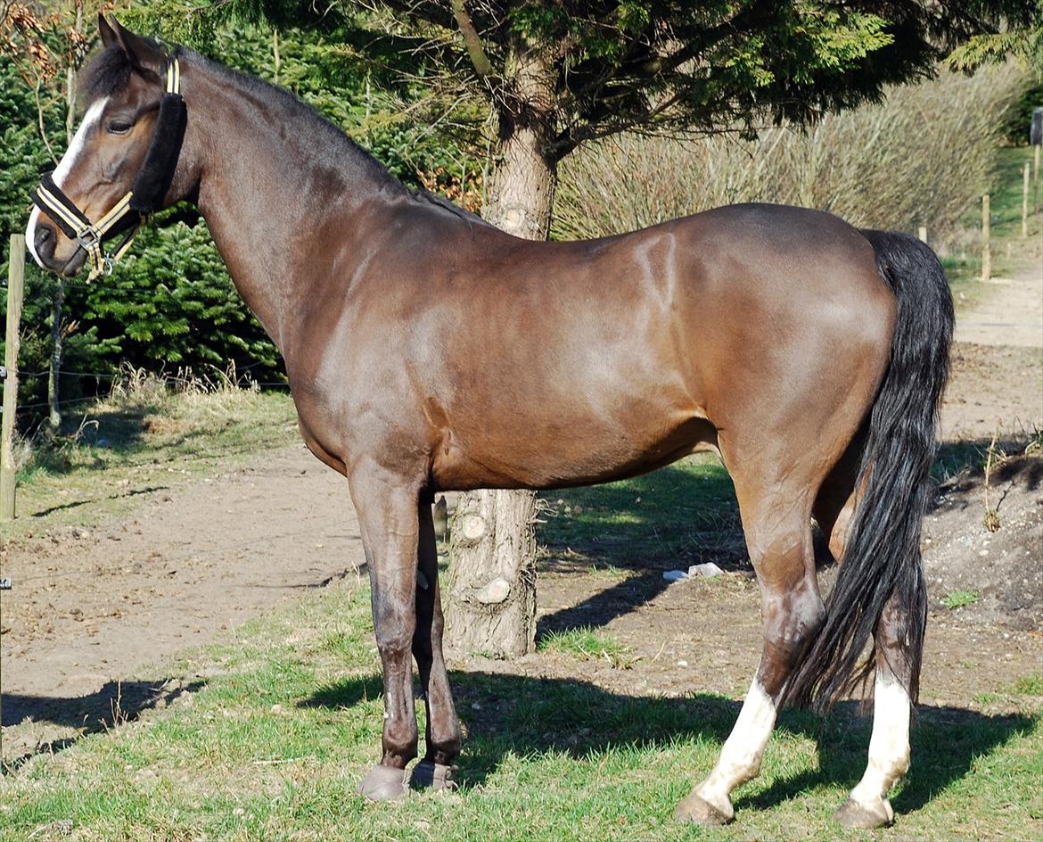 New Forest • Ramses Rocco billede 3