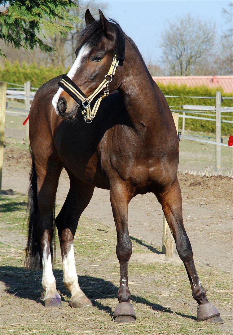 New Forest • Ramses Rocco billede 12