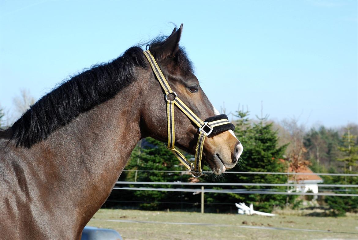 New Forest • Ramses Rocco billede 6