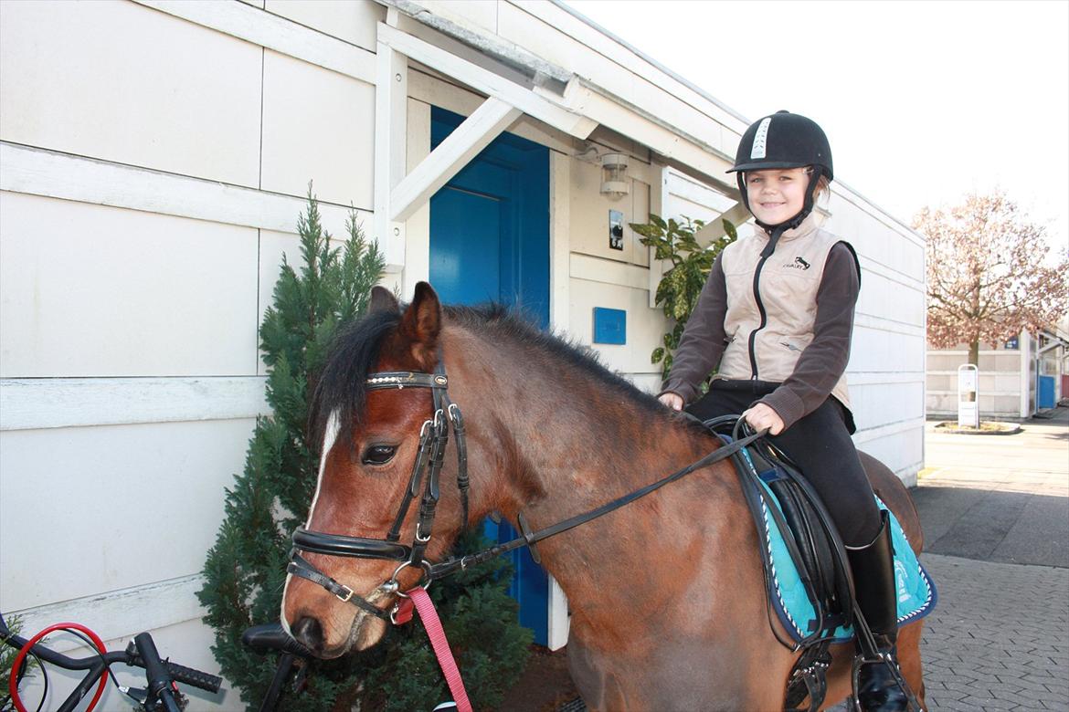 Welsh Pony (sec B) Korreborgs Pinot - lige foran der hvor jeg bor. nøglen billede 3