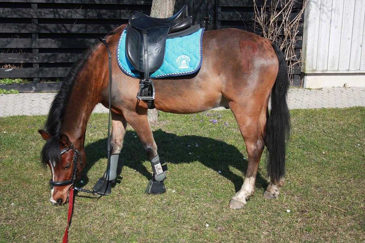 Welsh Pony (sec B) Korreborgs Pinot - hjemme en tur :)  billede 4