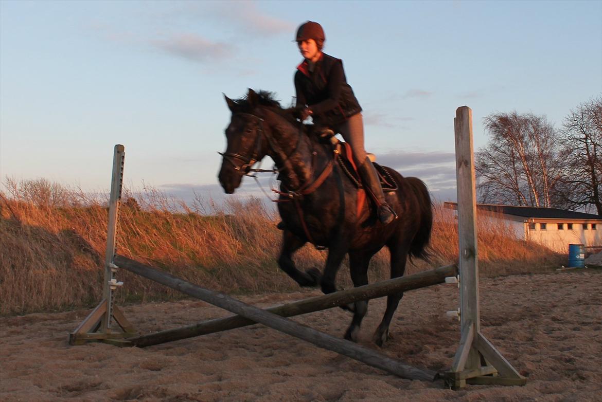 Dansk Varmblod Mahjong  - Haha, vi ser lidt klodset ud. billede 19