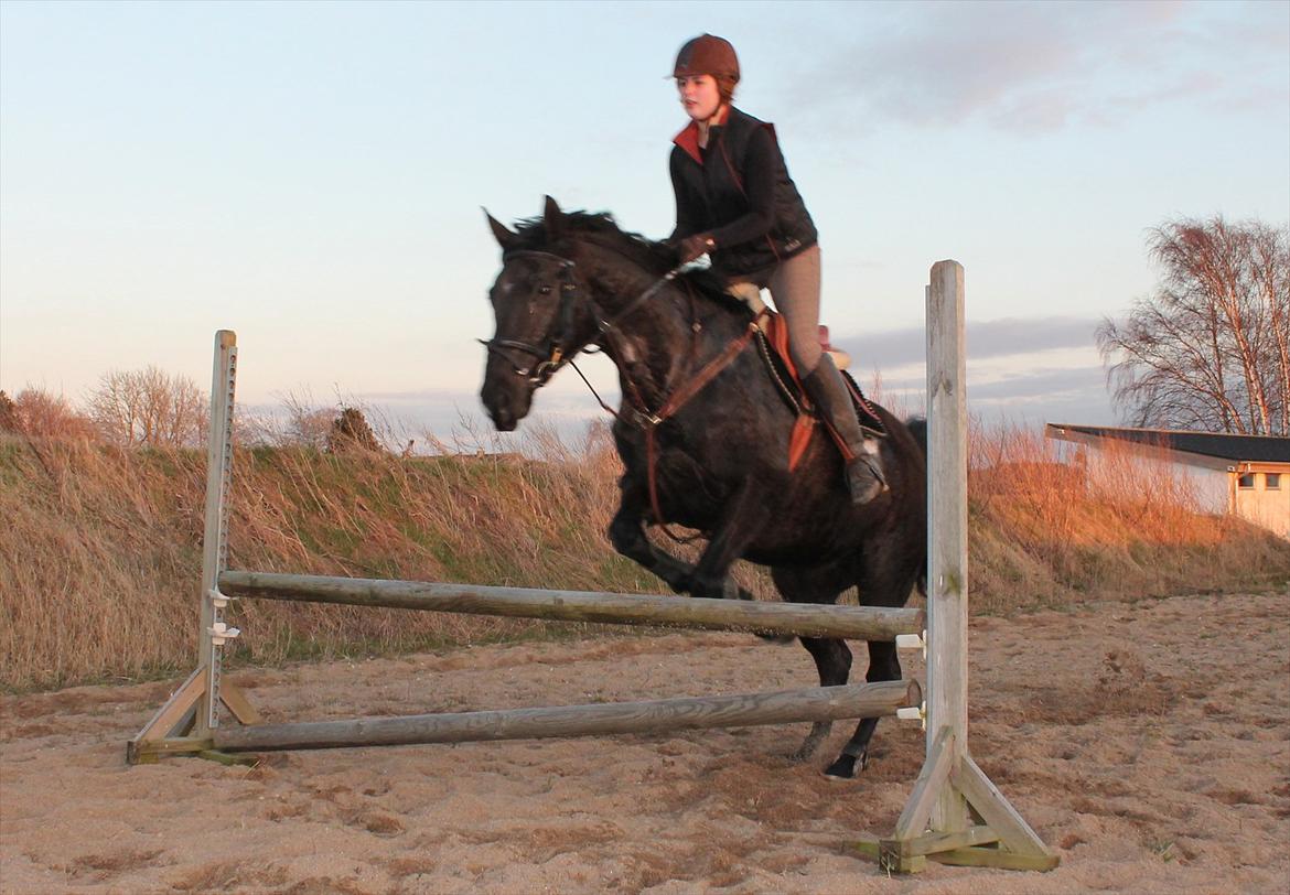 Dansk Varmblod Mahjong  - første gang vi sprang med lidt højde på :-) billede 7