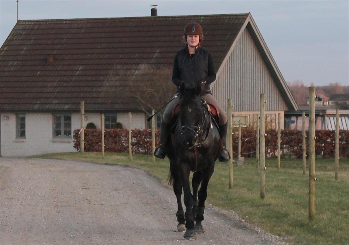 Dansk Varmblod Mahjong  - <3<3 billede 20