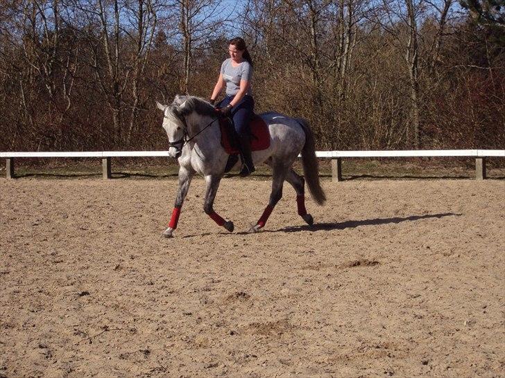 New Forest Rødtjørns Geronimo - Dressur 2012
Foto: Lea S billede 3