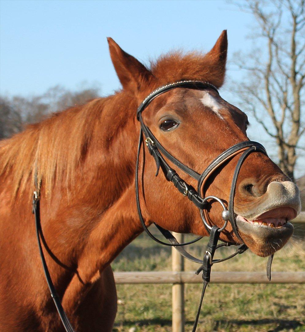 Tysk Sportspony Sillemoes Nikita 110 - Eeeeelsk på dig, hest :-* Du er mit alt <3 billede 5