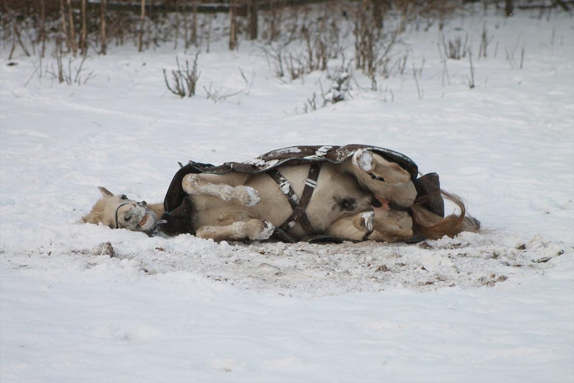 Anden særlig race Shandow  - Vinter 2012, 31 år gammel <3  billede 19