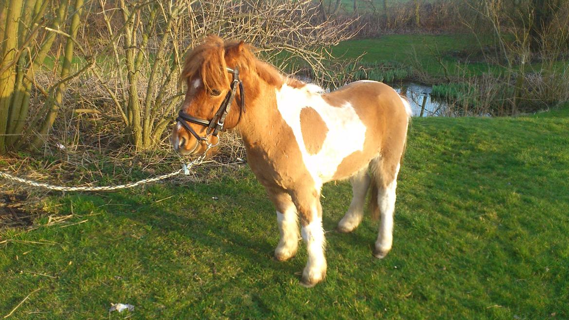 Anden særlig race Hugo - Et lille aften billede :-) 
23-3-2012 billede 7