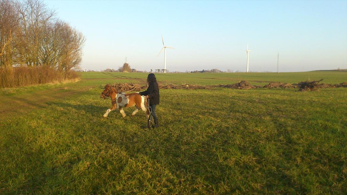 Anden særlig race Hugo - Hugo i trav i longe :-) 23-3-2012 billede 8