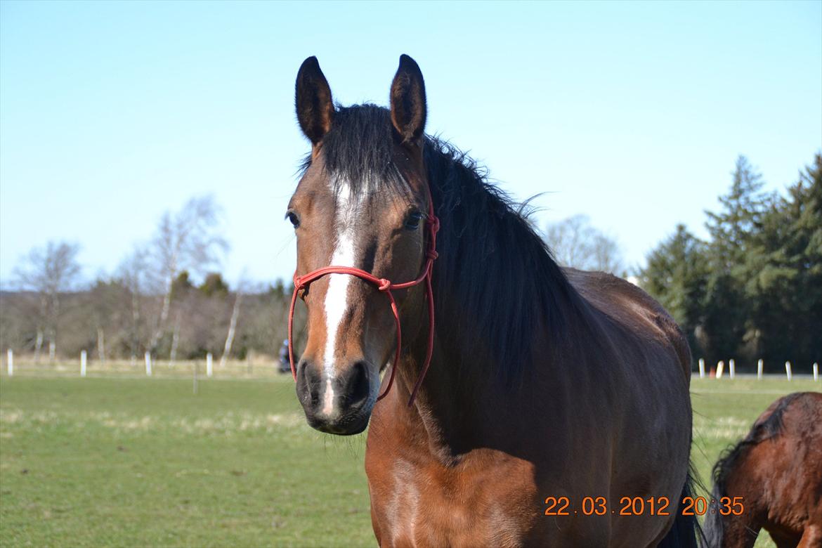 Anden særlig race Chanti billede 5