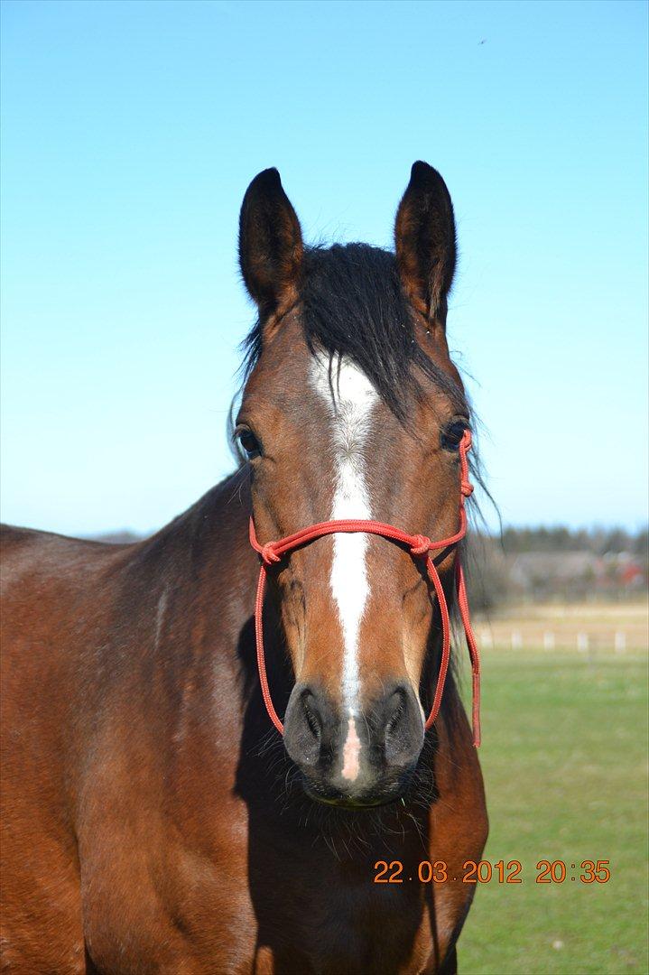 Anden særlig race Chanti billede 3