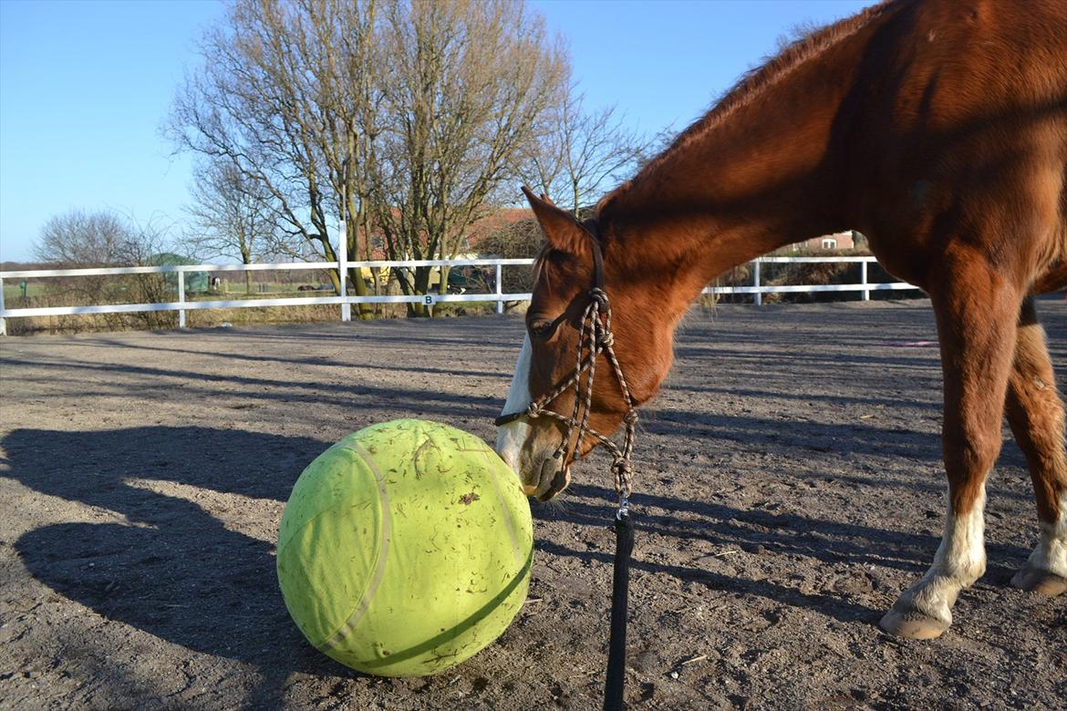 Anden særlig race Aichah - 23. marts 2012 :) Aichah elsker bolden :D:D:D billede 4