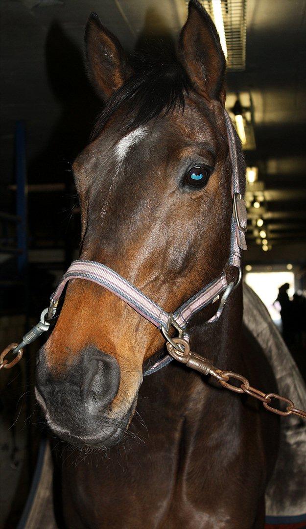 Fuldblod (XX) Adept  SOLGT billede 4