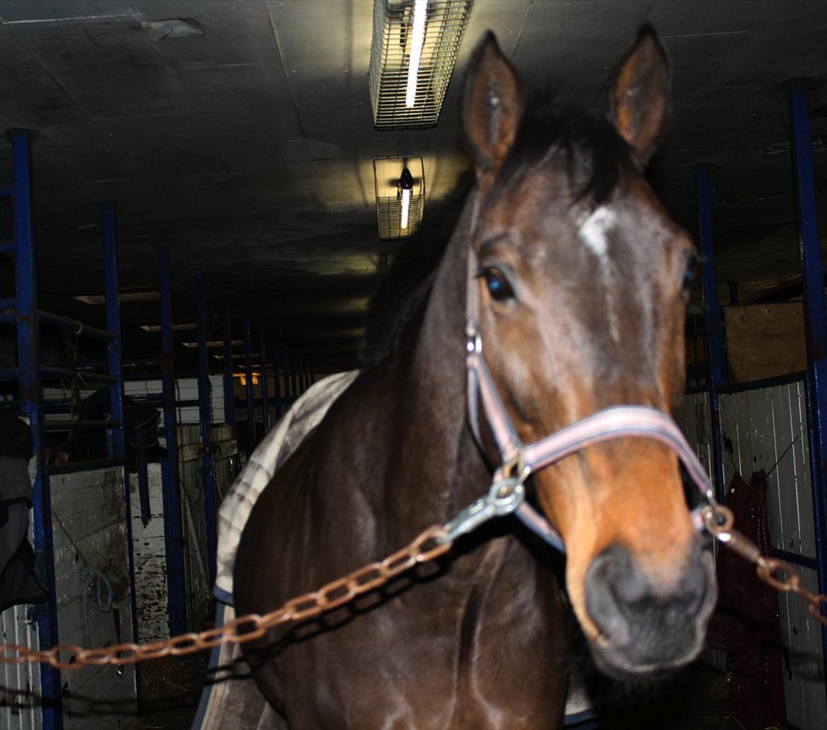 Fuldblod (XX) Adept  SOLGT - Hygger på staldgangen. billede 17