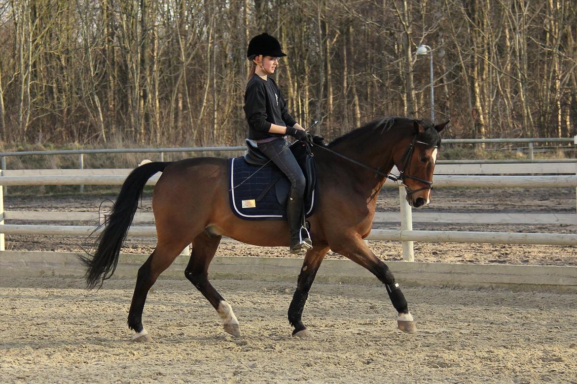 Anden særlig race Apollon - 4 billede 4