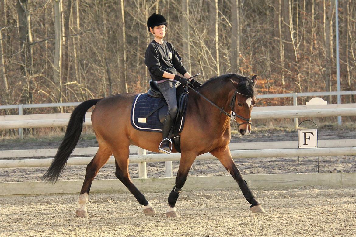 Anden særlig race Apollon - 13 billede 13