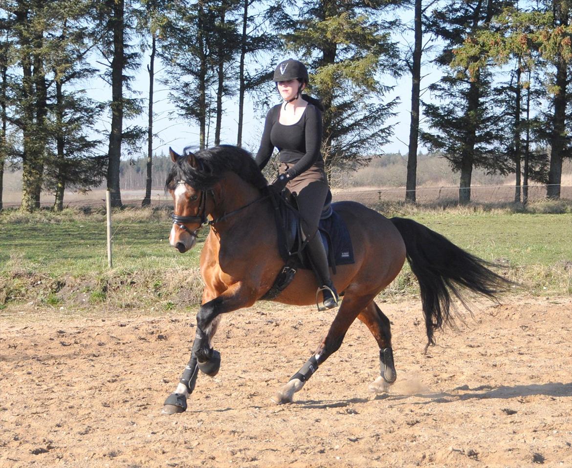 Welsh Cob (sec D) Lindbergs Milton B-PONY billede 21