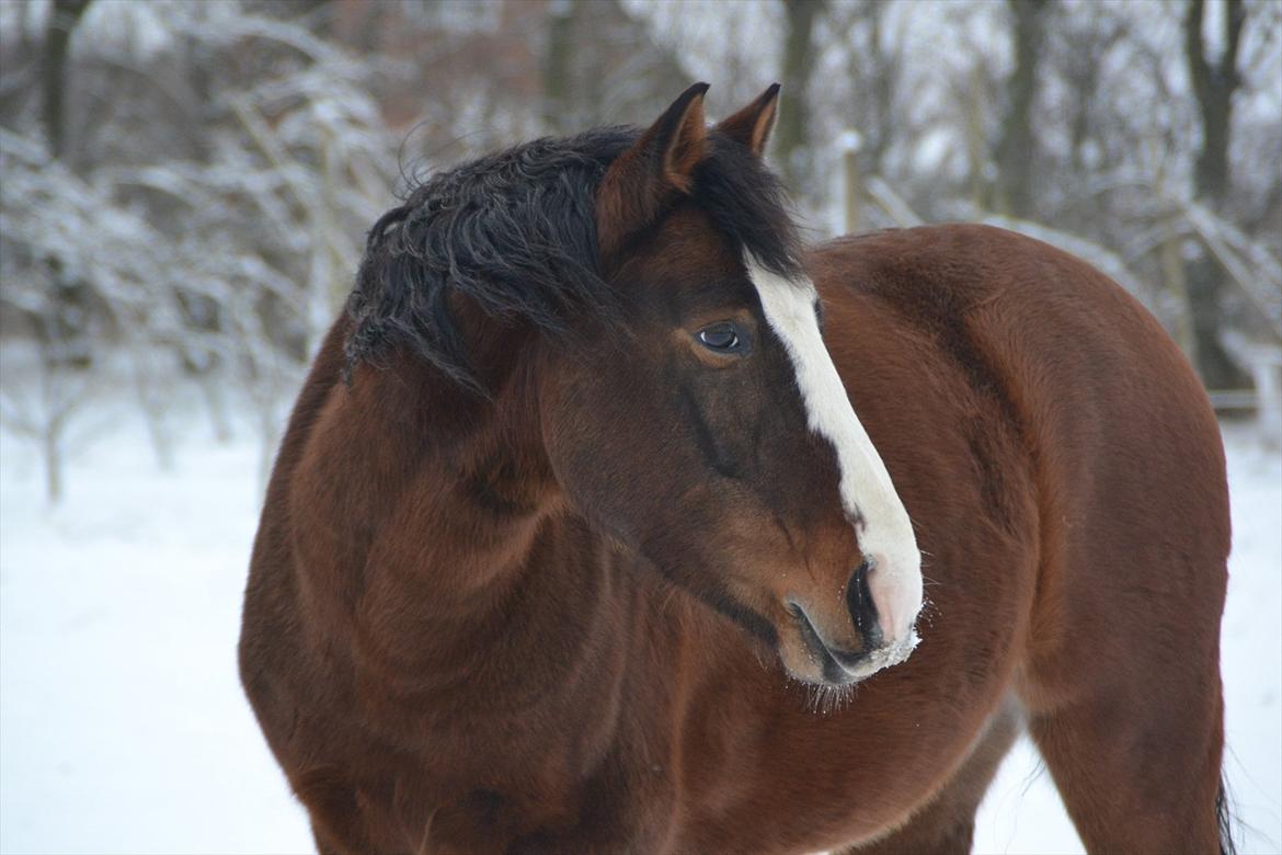 Pinto Vognbjergs Picasso billede 1