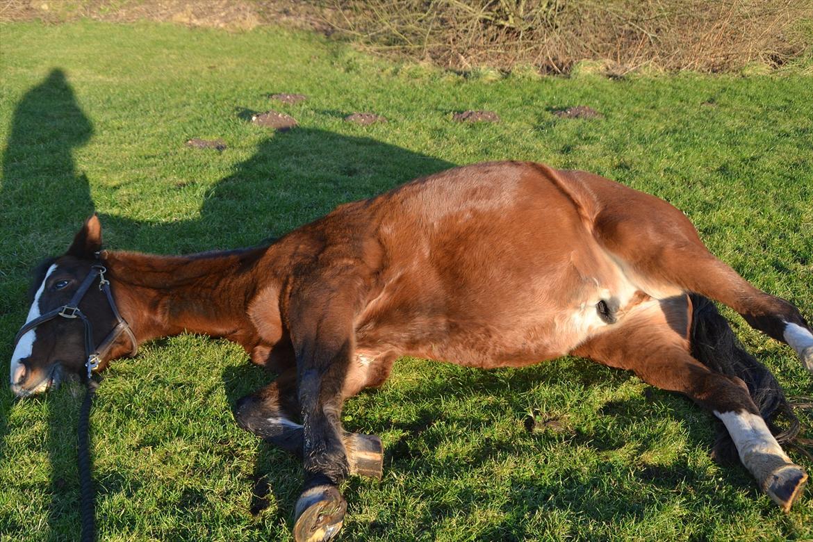 Pinto Vognbjergs Picasso billede 14